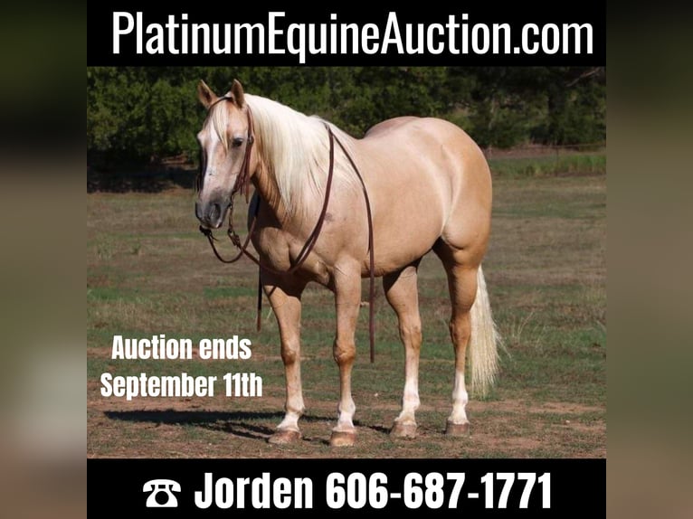 American Quarter Horse Castrone 12 Anni 152 cm Palomino in Cleburne TX