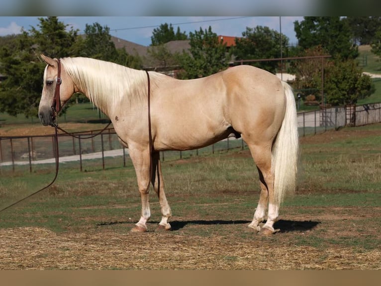 American Quarter Horse Castrone 12 Anni 152 cm Palomino in Cleburne TX