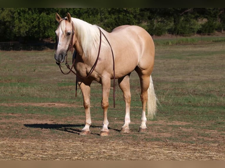 American Quarter Horse Castrone 12 Anni 152 cm Palomino in Cleburne TX