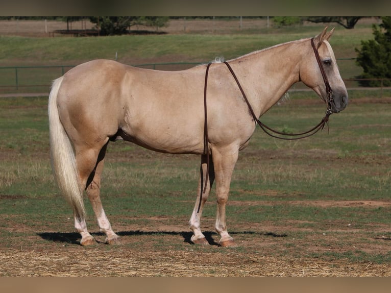 American Quarter Horse Castrone 12 Anni 152 cm Palomino in Cleburne TX