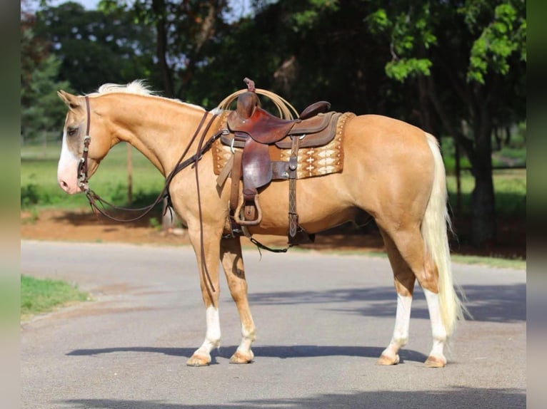 American Quarter Horse Castrone 12 Anni 152 cm Palomino in Cleburne TX