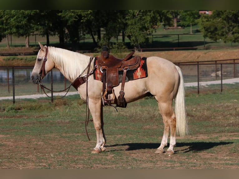 American Quarter Horse Castrone 12 Anni 152 cm Palomino in Cleburne TX