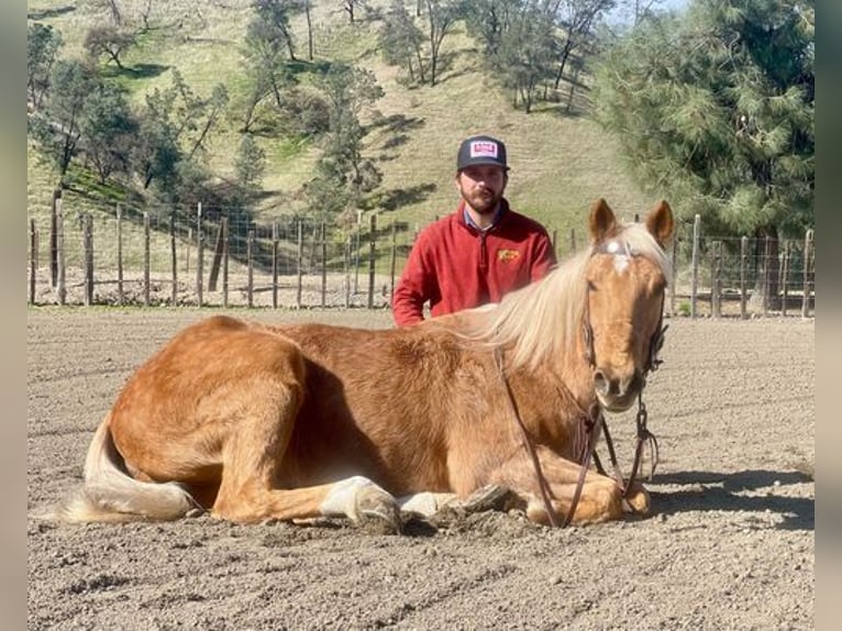 American Quarter Horse Castrone 12 Anni 152 cm Palomino in Paicines, CA