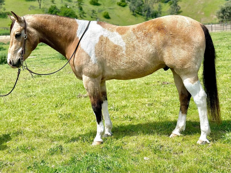 American Quarter Horse Castrone 12 Anni 152 cm Pelle di daino in Bitterwater CA
