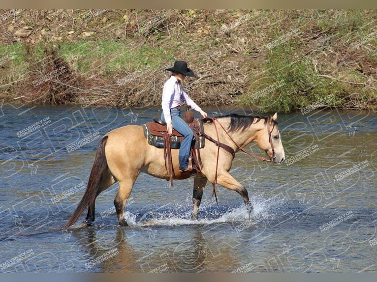 American Quarter Horse Castrone 12 Anni 152 cm Pelle di daino in Clarion, PA