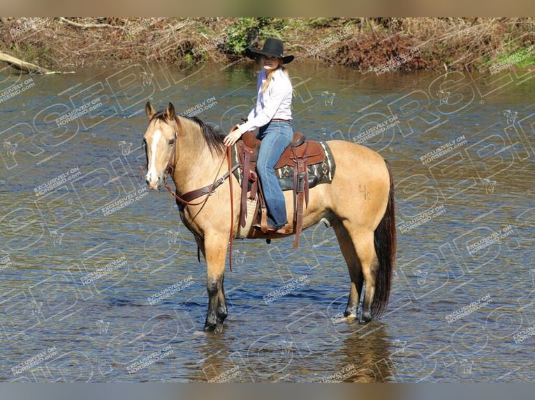 American Quarter Horse Castrone 12 Anni 152 cm Pelle di daino in Clarion, PA