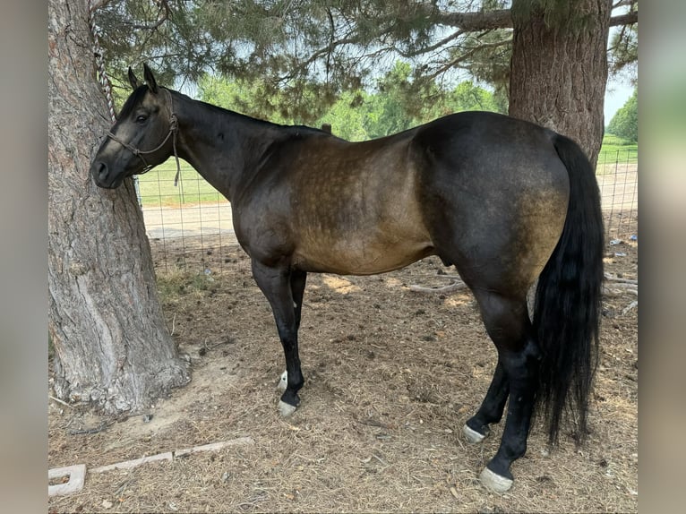 American Quarter Horse Castrone 12 Anni 152 cm Pelle di daino in El Paso TX