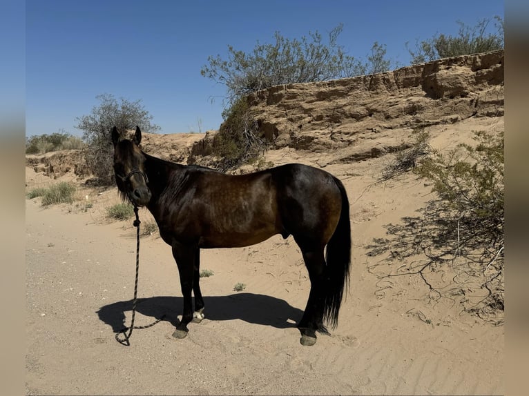 American Quarter Horse Castrone 12 Anni 152 cm Pelle di daino in El Paso TX