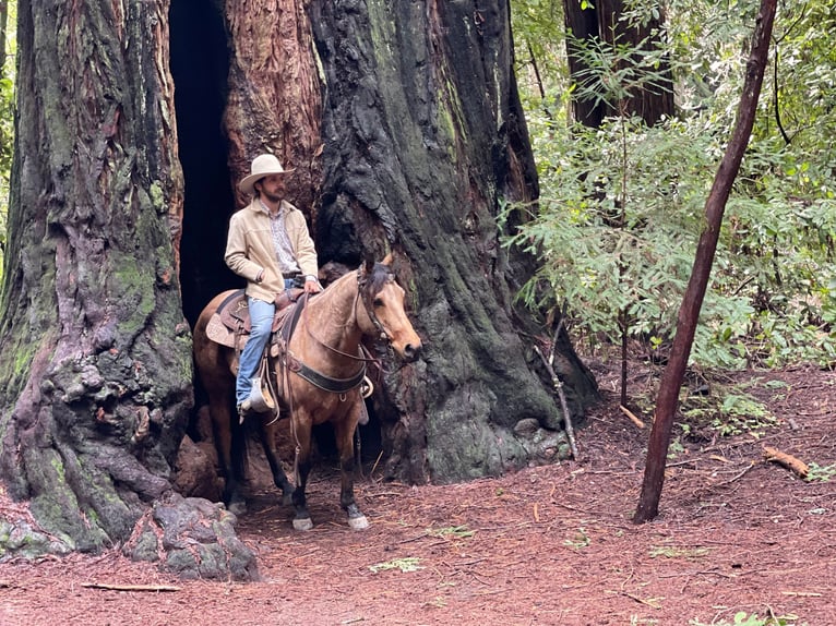 American Quarter Horse Castrone 12 Anni 152 cm Pelle di daino in Paicines CA