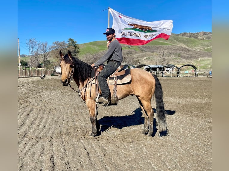 American Quarter Horse Castrone 12 Anni 152 cm Pelle di daino in Paicines CA