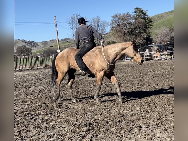 American Quarter Horse Castrone 12 Anni 152 cm Pelle di daino in Paicines CA