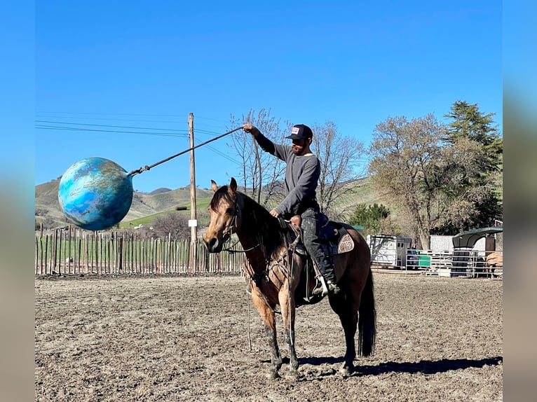 American Quarter Horse Castrone 12 Anni 152 cm Pelle di daino in Paicines CA