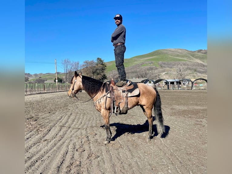 American Quarter Horse Castrone 12 Anni 152 cm Pelle di daino in Paicines CA