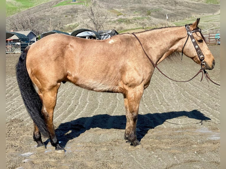 American Quarter Horse Castrone 12 Anni 152 cm Pelle di daino in Paicines CA