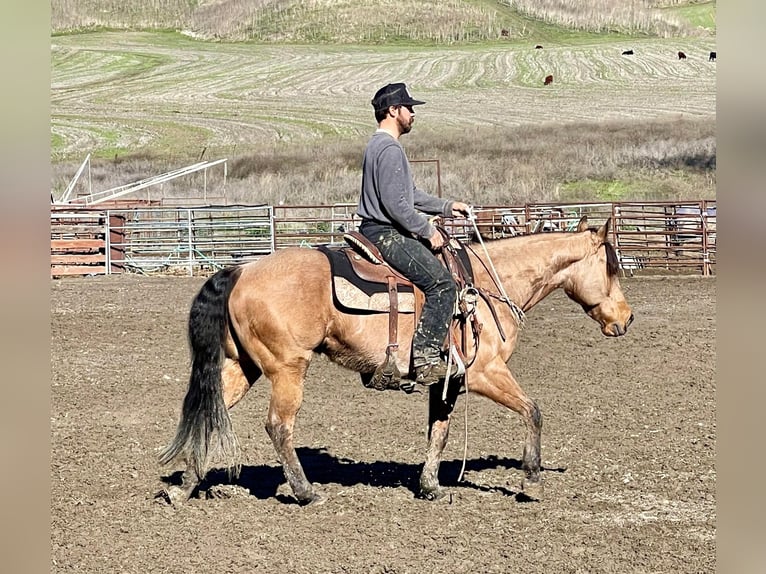 American Quarter Horse Castrone 12 Anni 152 cm Pelle di daino in Paicines CA