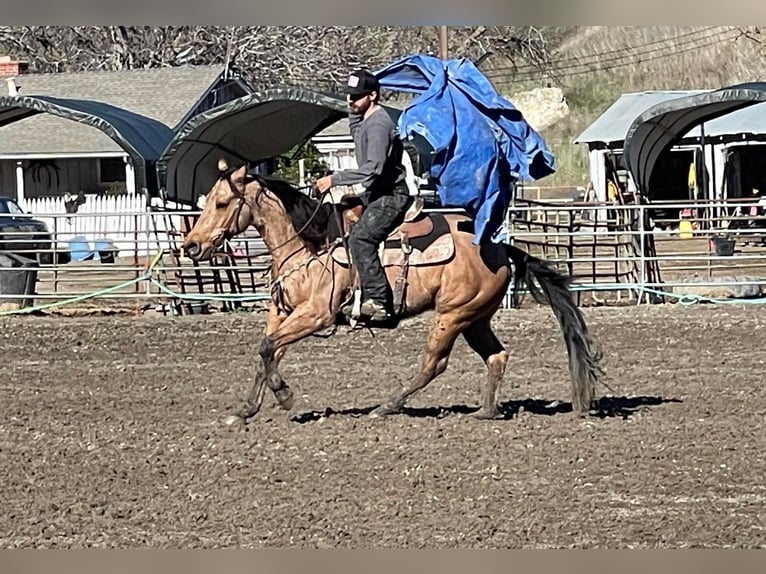 American Quarter Horse Castrone 12 Anni 152 cm Pelle di daino in Paicines CA