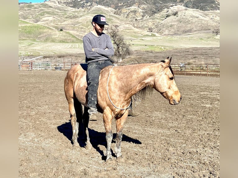 American Quarter Horse Castrone 12 Anni 152 cm Pelle di daino in Paicines CA