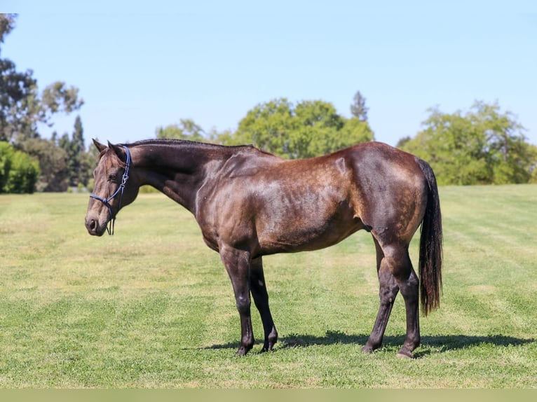 American Quarter Horse Castrone 12 Anni 152 cm Pelle di daino in Pleasant Grove CA