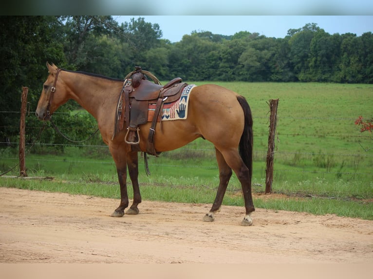 American Quarter Horse Castrone 12 Anni 152 cm Pelle di daino in rUSK tx