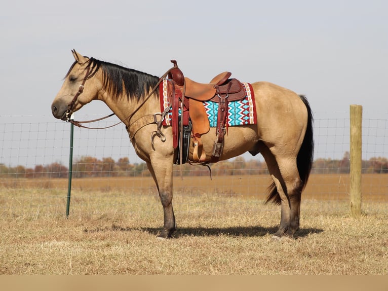 American Quarter Horse Castrone 12 Anni 152 cm Pelle di daino in Sanora Ky
