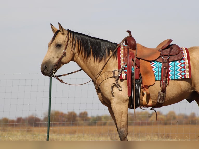 American Quarter Horse Castrone 12 Anni 152 cm Pelle di daino in Sanora Ky