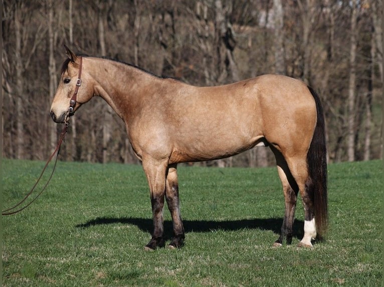 American Quarter Horse Castrone 12 Anni 152 cm Pelle di daino in Somerset, KY
