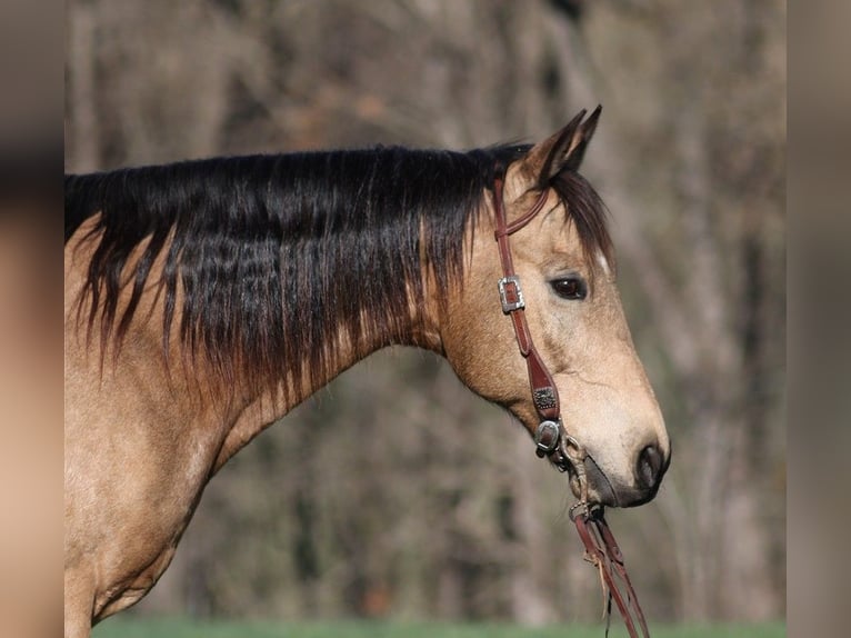 American Quarter Horse Castrone 12 Anni 152 cm Pelle di daino in Somerset, KY