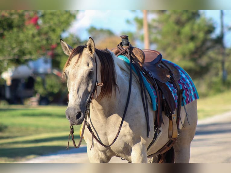 American Quarter Horse Castrone 12 Anni 152 cm Pelle di daino in Stephenville TX