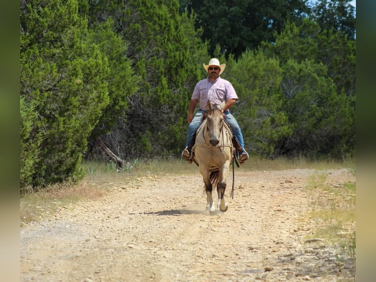 American Quarter Horse Castrone 12 Anni 152 cm Pelle di daino in Stephenville TX