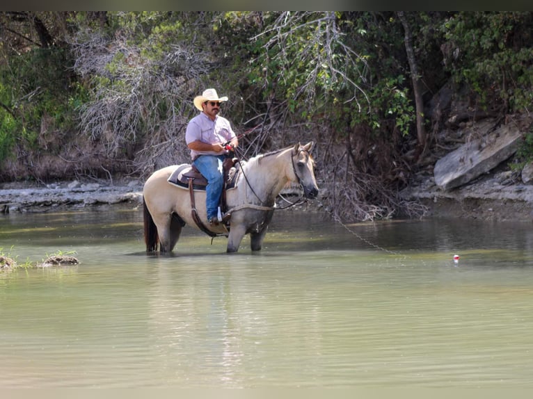 American Quarter Horse Castrone 12 Anni 152 cm Pelle di daino in Stephenville TX