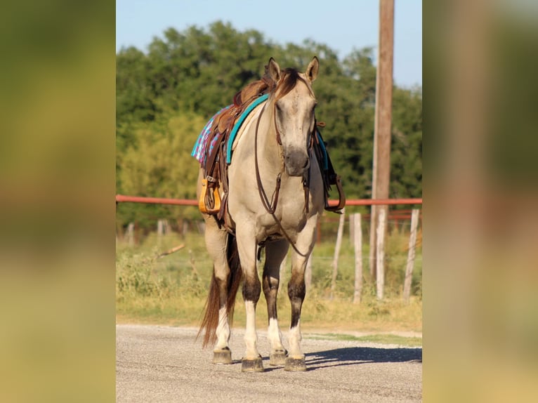 American Quarter Horse Castrone 12 Anni 152 cm Pelle di daino in Stephenville TX