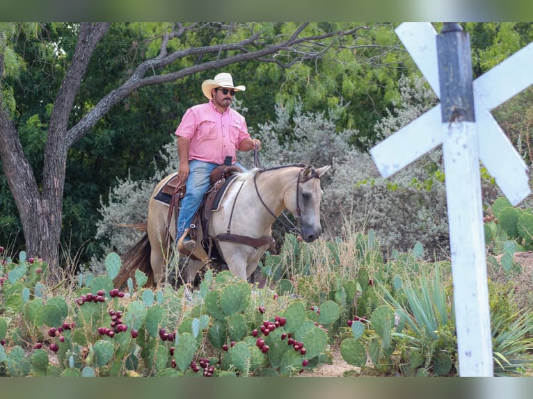 American Quarter Horse Castrone 12 Anni 152 cm Pelle di daino in Stephenville TX