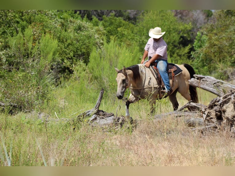 American Quarter Horse Castrone 12 Anni 152 cm Pelle di daino in Stephenville TX