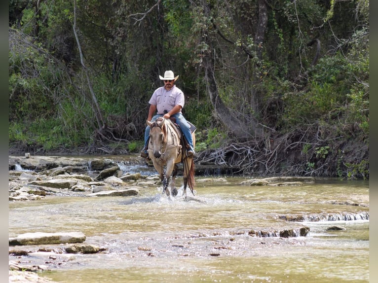 American Quarter Horse Castrone 12 Anni 152 cm Pelle di daino in Stephenville TX