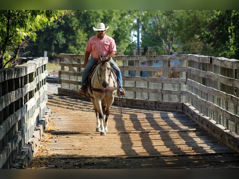 American Quarter Horse Castrone 12 Anni 152 cm Pelle di daino in Stephenville TX