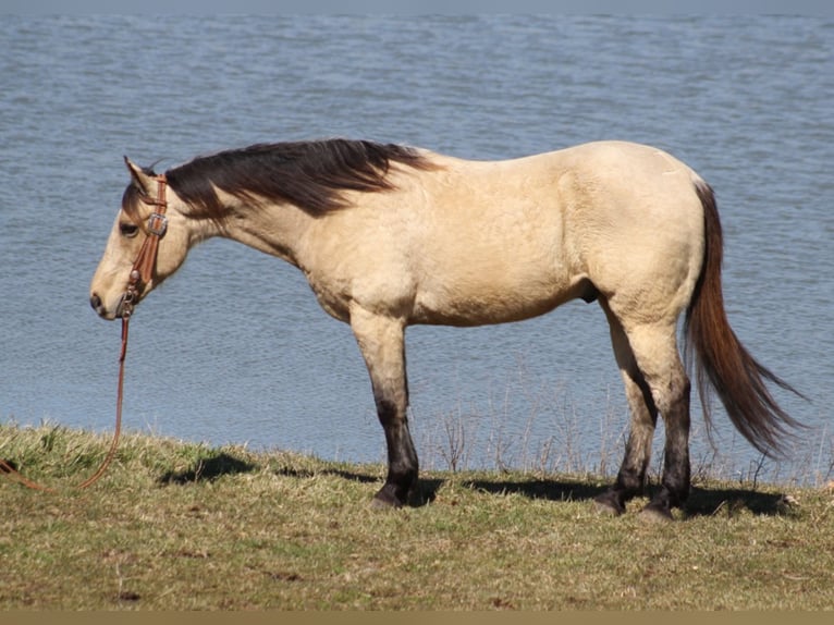 American Quarter Horse Castrone 12 Anni 152 cm Pelle di daino in Whitley City KY