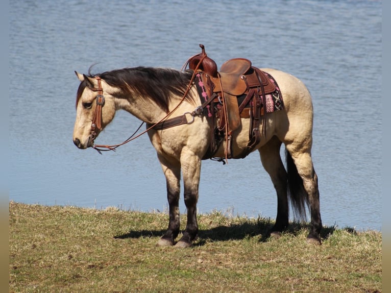 American Quarter Horse Castrone 12 Anni 152 cm Pelle di daino in Whitley City KY