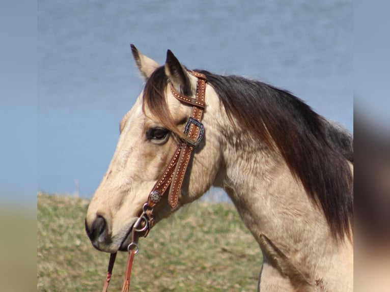 American Quarter Horse Castrone 12 Anni 152 cm Pelle di daino in Whitley City KY