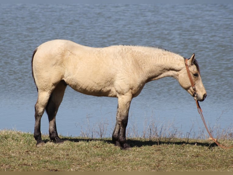 American Quarter Horse Castrone 12 Anni 152 cm Pelle di daino in Whitley City KY