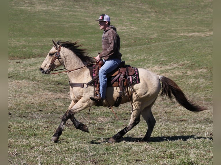 American Quarter Horse Castrone 12 Anni 152 cm Pelle di daino in Whitley City KY