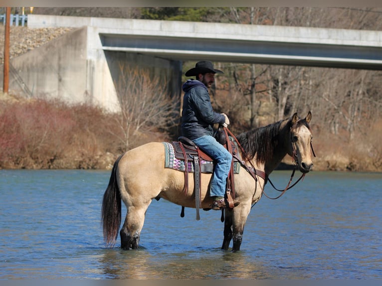 American Quarter Horse Castrone 12 Anni 152 cm Pelle di daino in Clarion