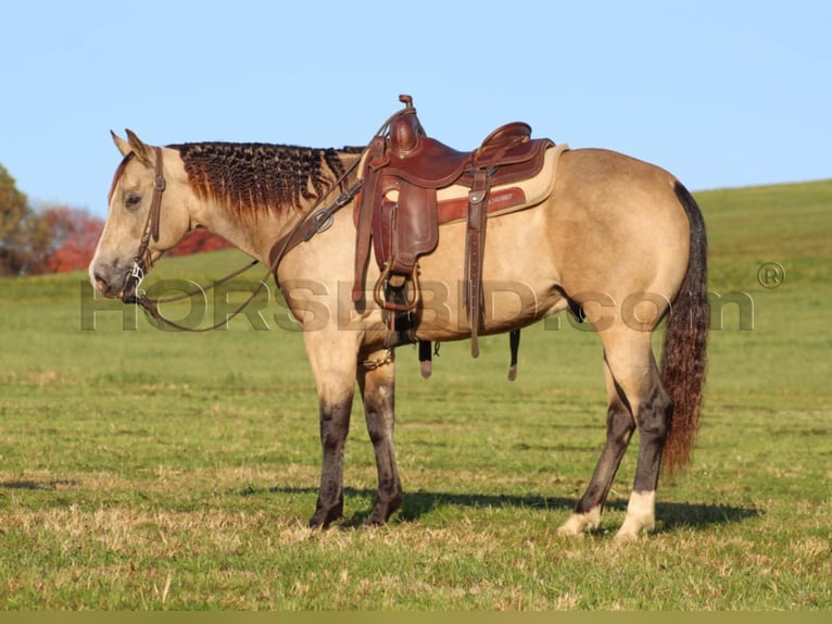 American Quarter Horse Castrone 12 Anni 152 cm Pelle di daino in Clarion, PA