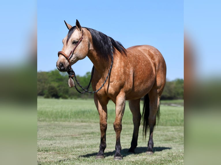 American Quarter Horse Castrone 12 Anni 152 cm Pelle di daino in Buffalo, MO