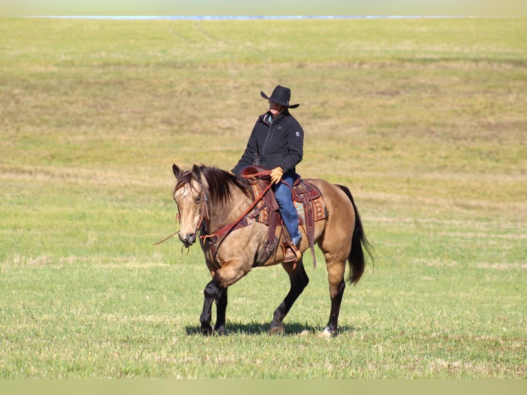 American Quarter Horse Castrone 12 Anni 152 cm Pelle di daino in Clarion, PA