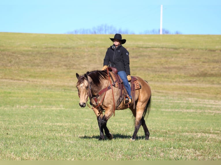 American Quarter Horse Castrone 12 Anni 152 cm Pelle di daino in Clarion, PA