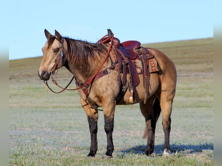 American Quarter Horse Castrone 12 Anni 152 cm Pelle di daino in Clarion, PA