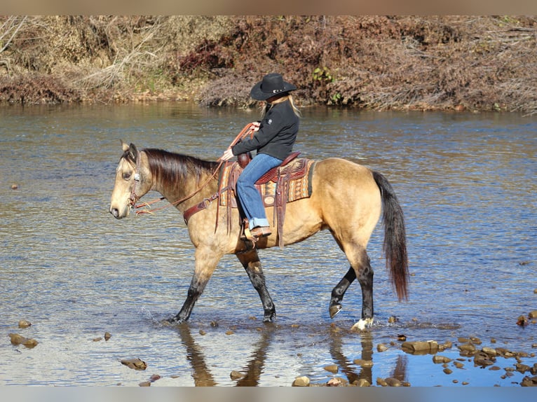 American Quarter Horse Castrone 12 Anni 152 cm Pelle di daino in Clarion, PA