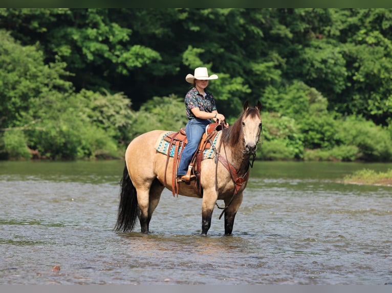 American Quarter Horse Castrone 12 Anni 152 cm Pelle di daino in Clarion