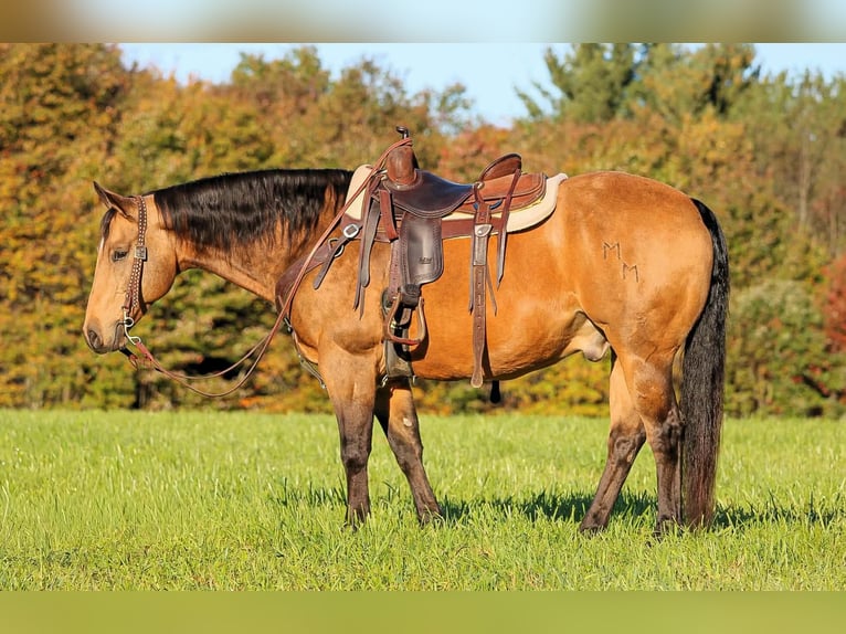 American Quarter Horse Castrone 12 Anni 152 cm Pelle di daino in Clarion