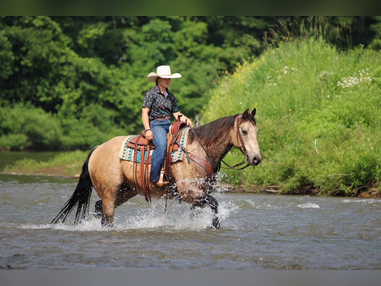 American Quarter Horse Castrone 12 Anni 152 cm Pelle di daino in Clarion